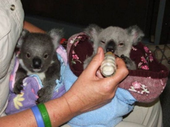koala stories_twins 4