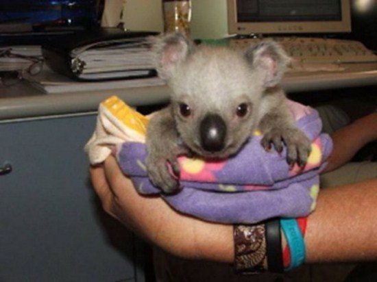 koala stories_twin