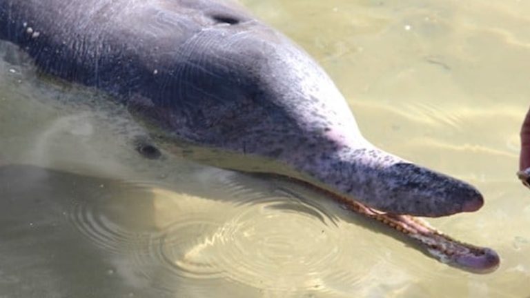 Dolphin Feeding in Australia: Tin Can Bay