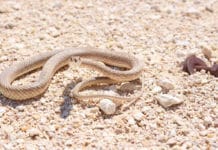 venemous snakes in Australia - know what to look