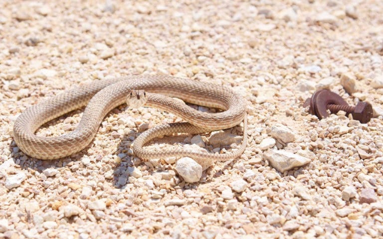 Snakes in Australia: Everything you need to know