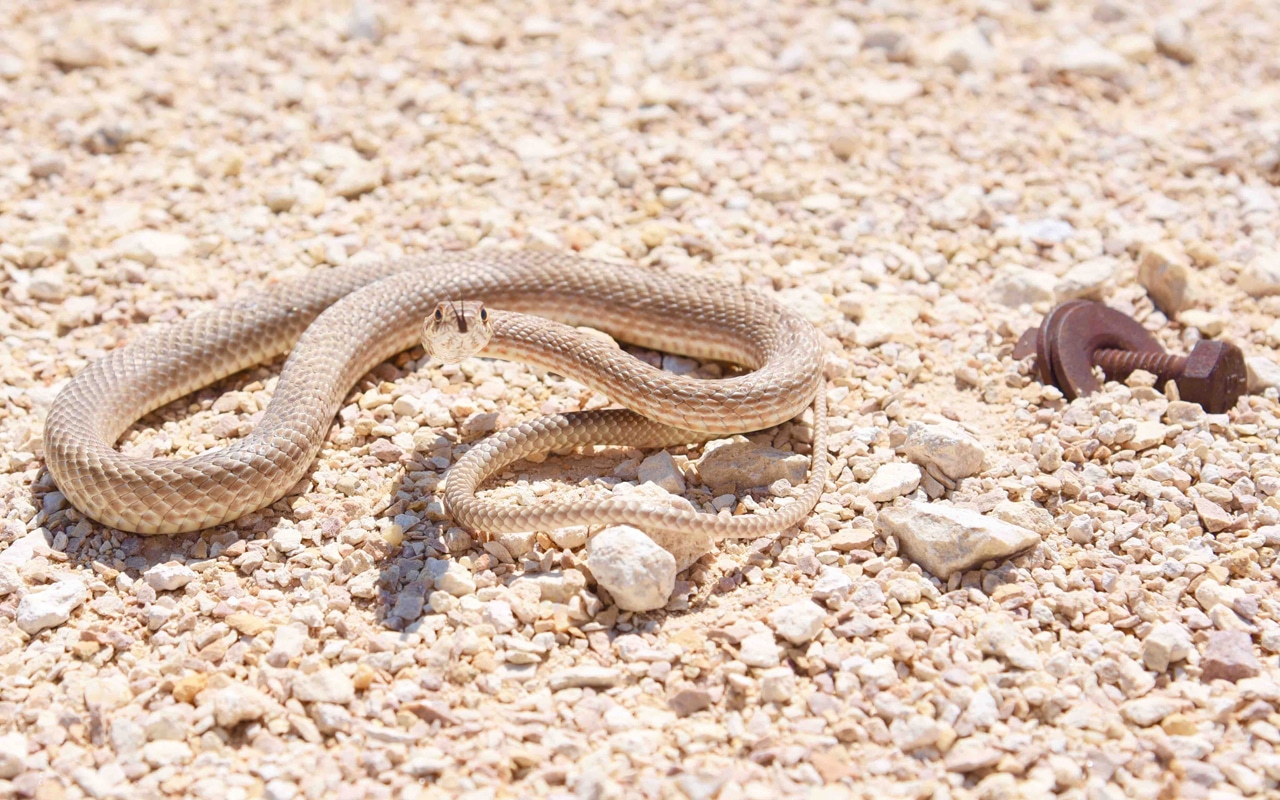 Brown Snake Australia 