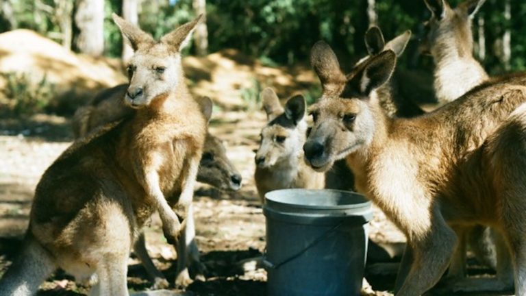 Kangaroo – The symbol of Australia