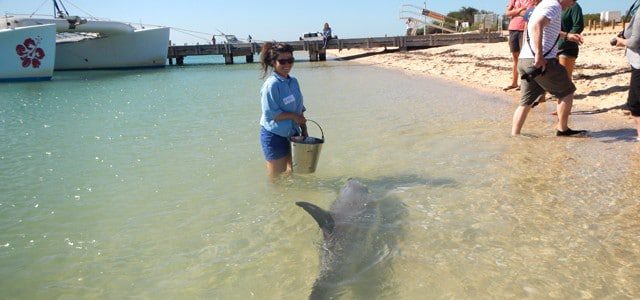 Dream job in Australia: Working with dolphins in Monkey Mia