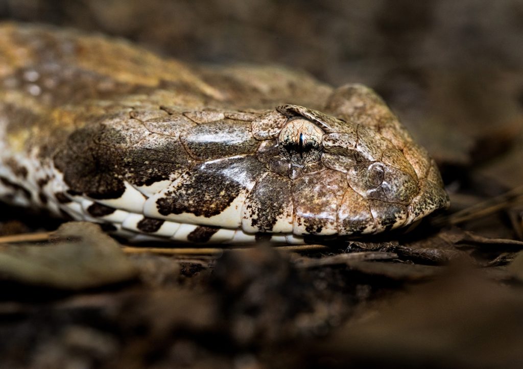 Death adder snake australia