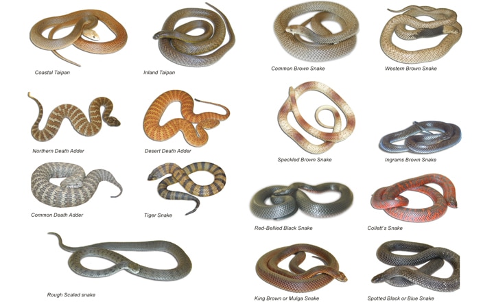 different snakes in Australia