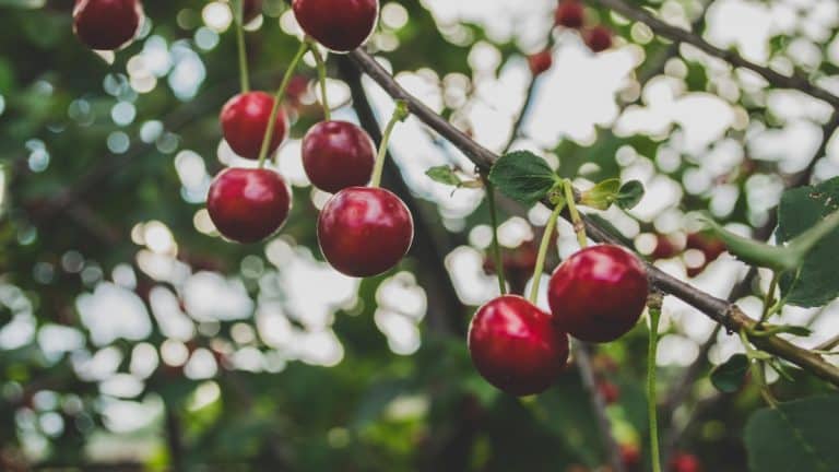 Cherry Picking in Adelaide Hills