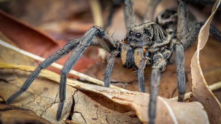 Spiders in Australia – The Ultimate Guide