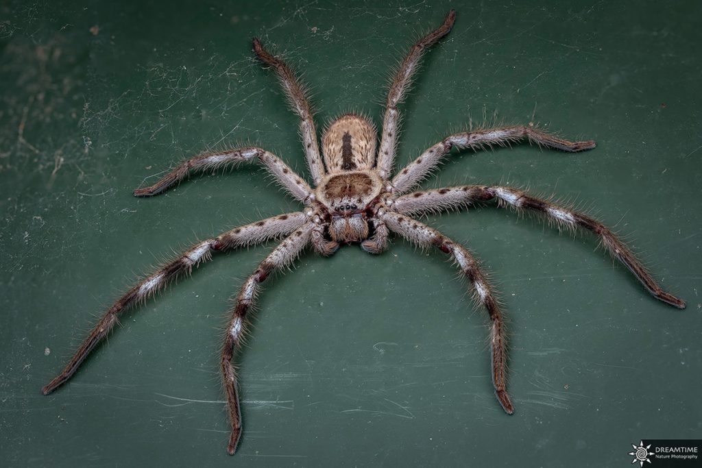 Spiders in Australia - Everything you need to know
