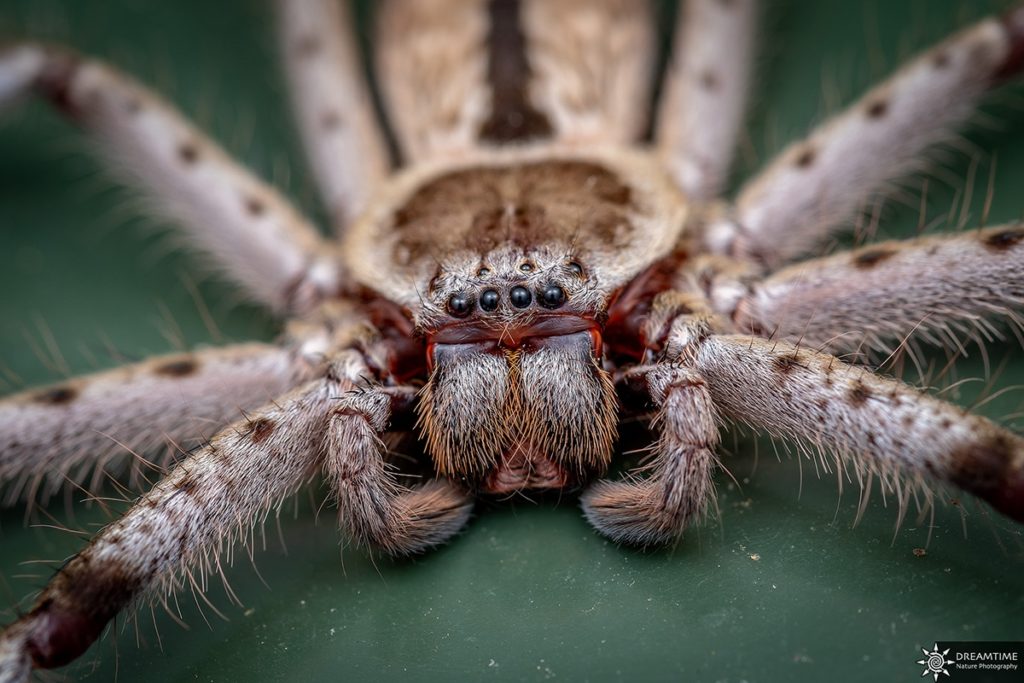 spider australia