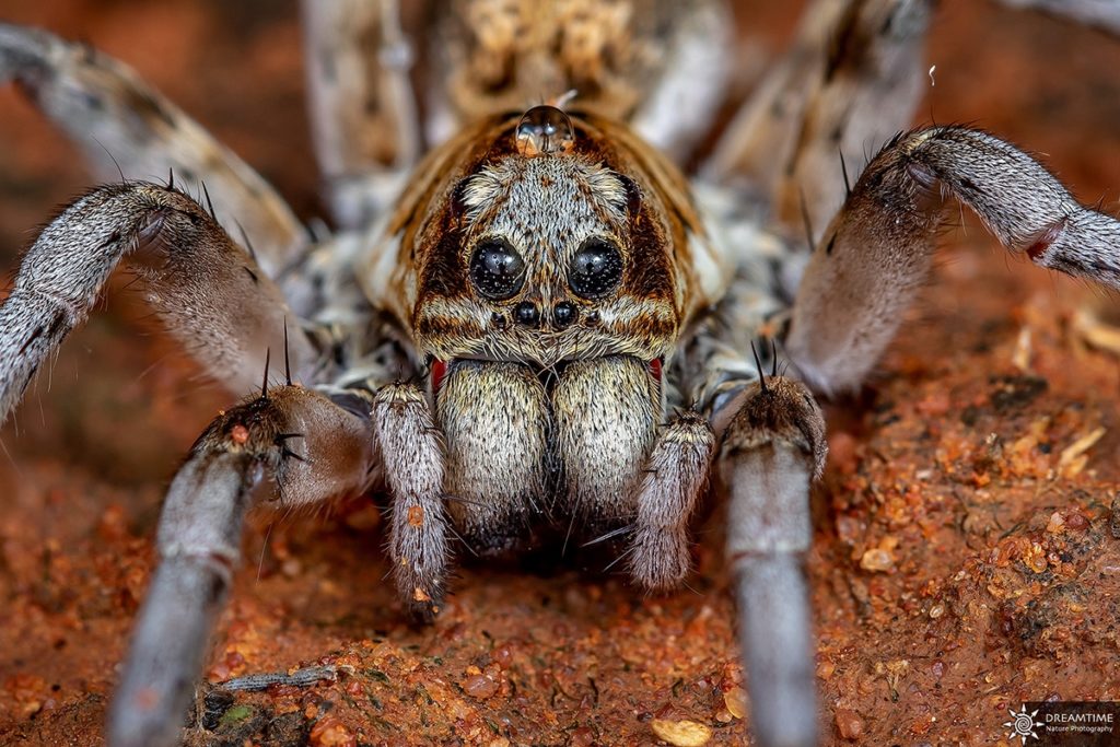 spiders australia