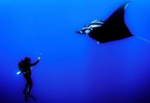 diving australia