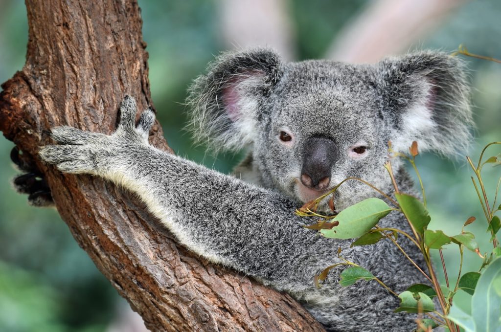 Port Macquarie koala