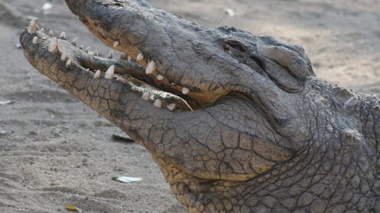 Crocodiles in Australia