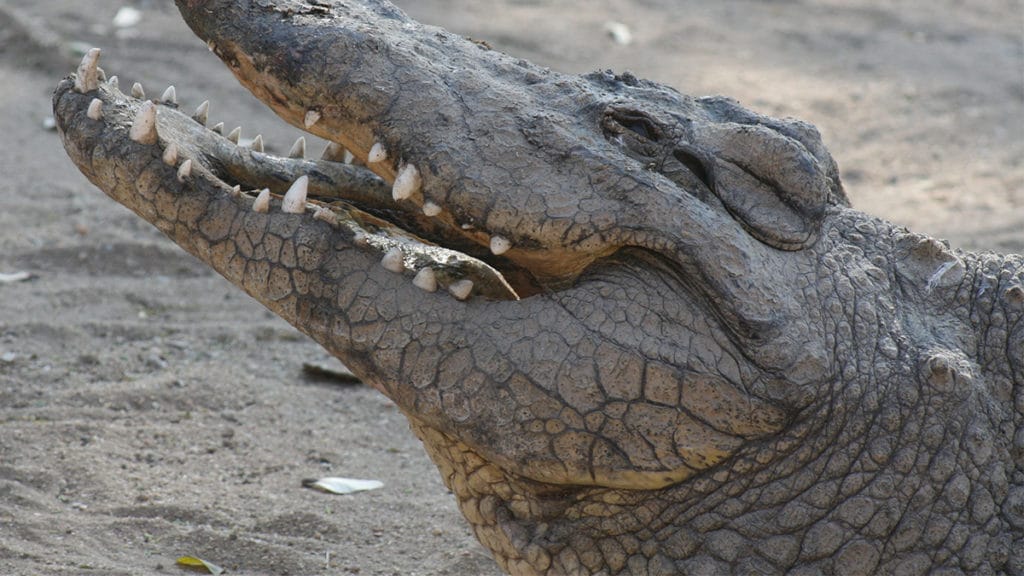 How does crocodiles' devil fruit work, and is there a better