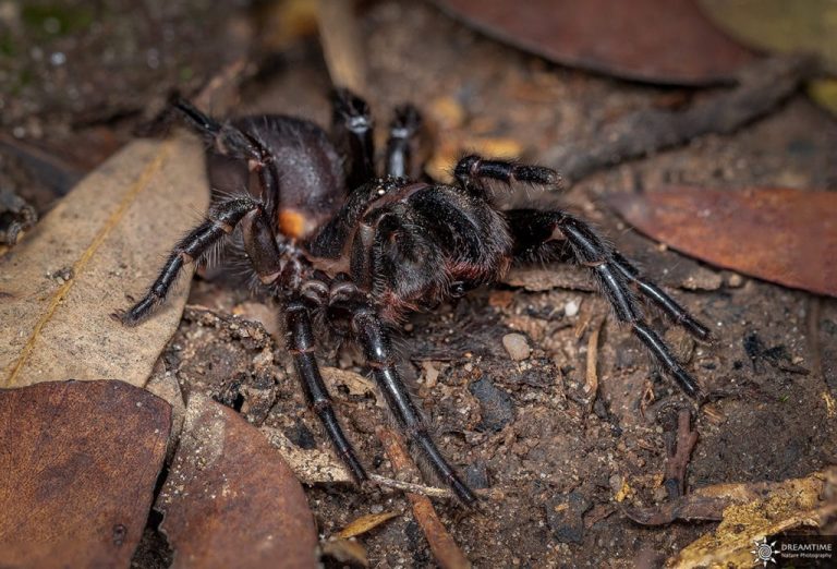 The most dangerous spiders in Australia