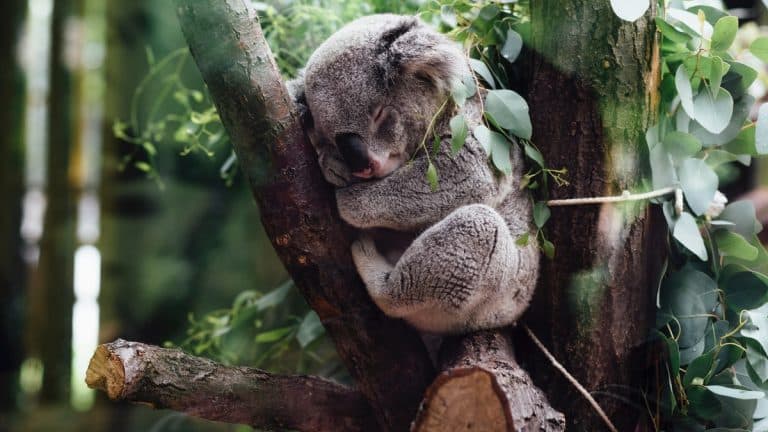 Amazing Koala stories in Australia
